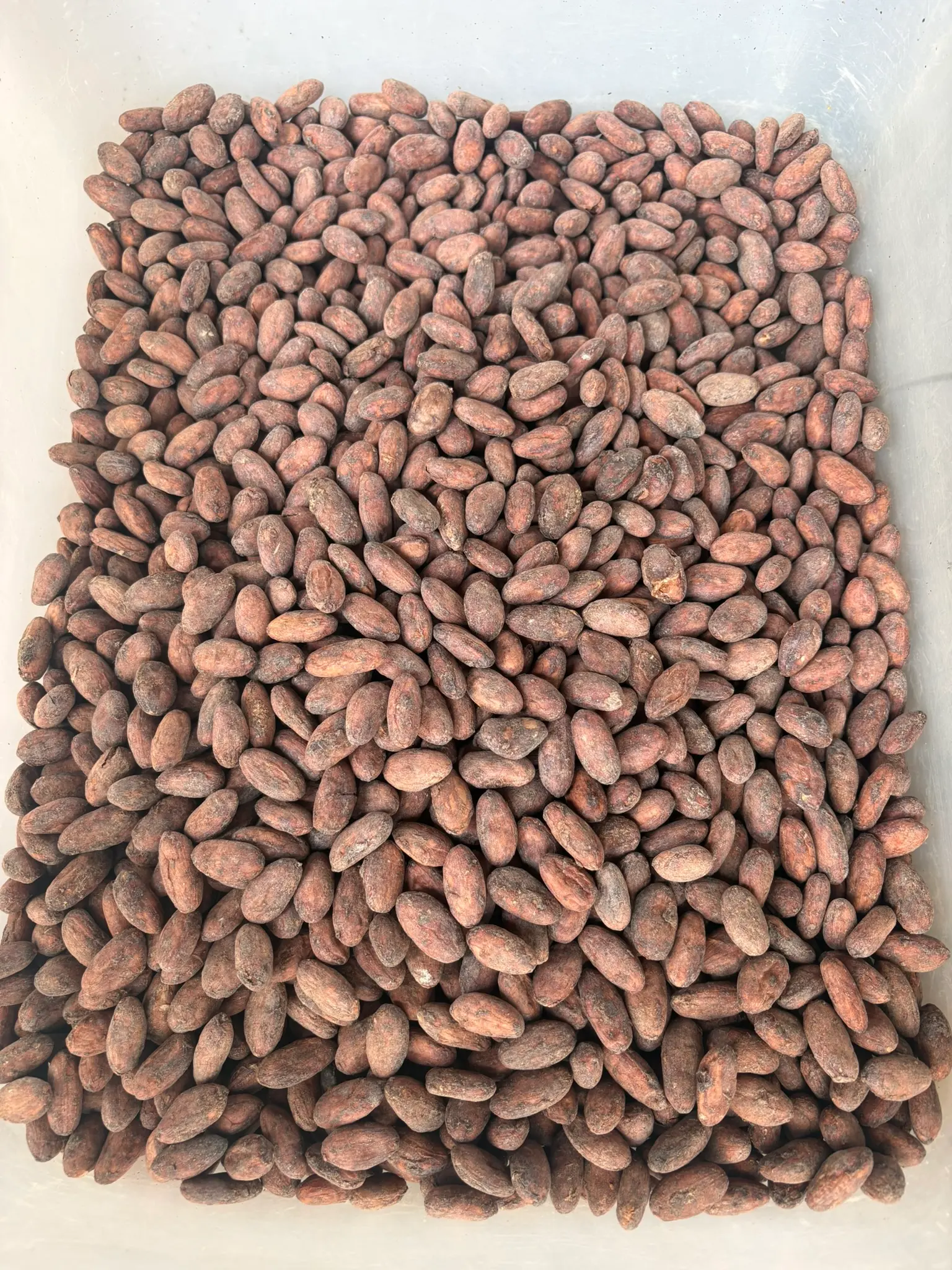 Grano de cacao seco seleccionado