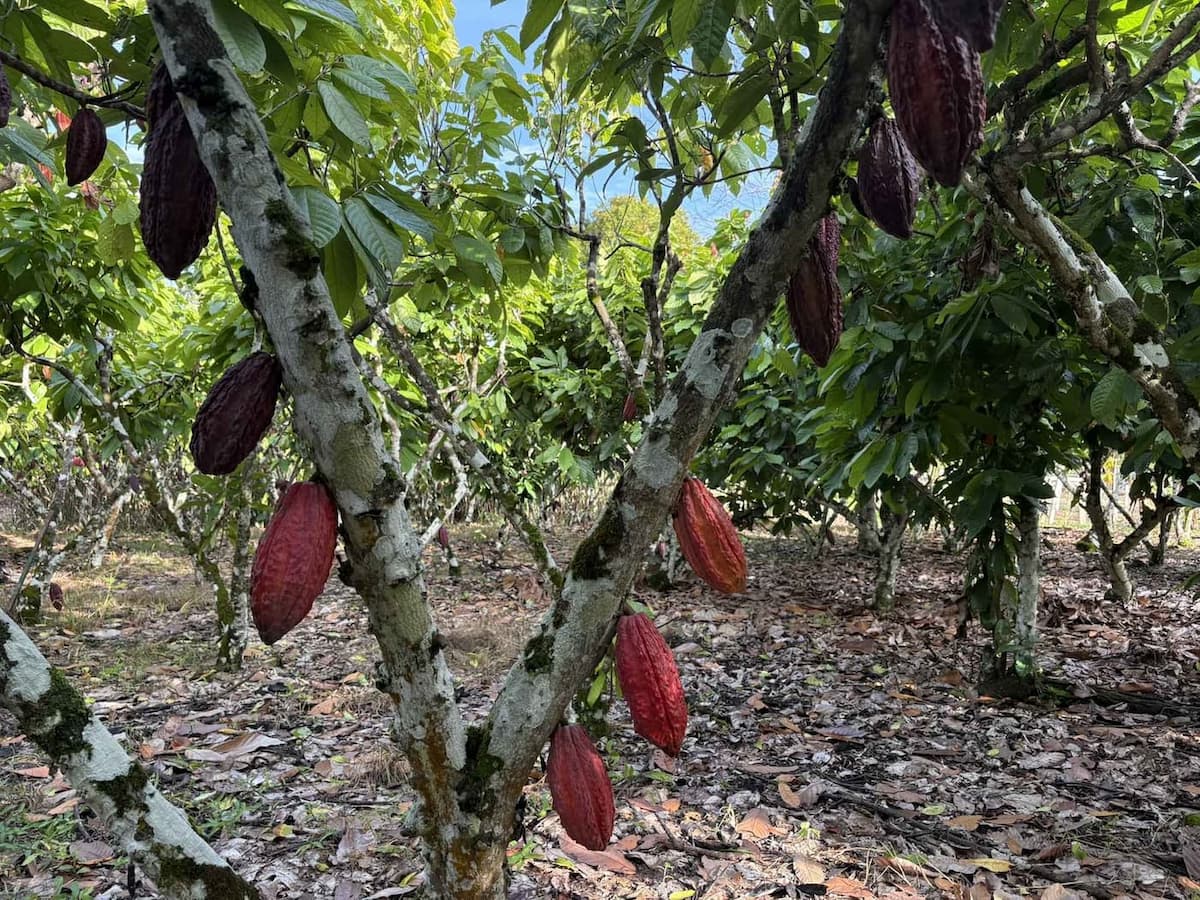 Planta de cacao con mazorcas