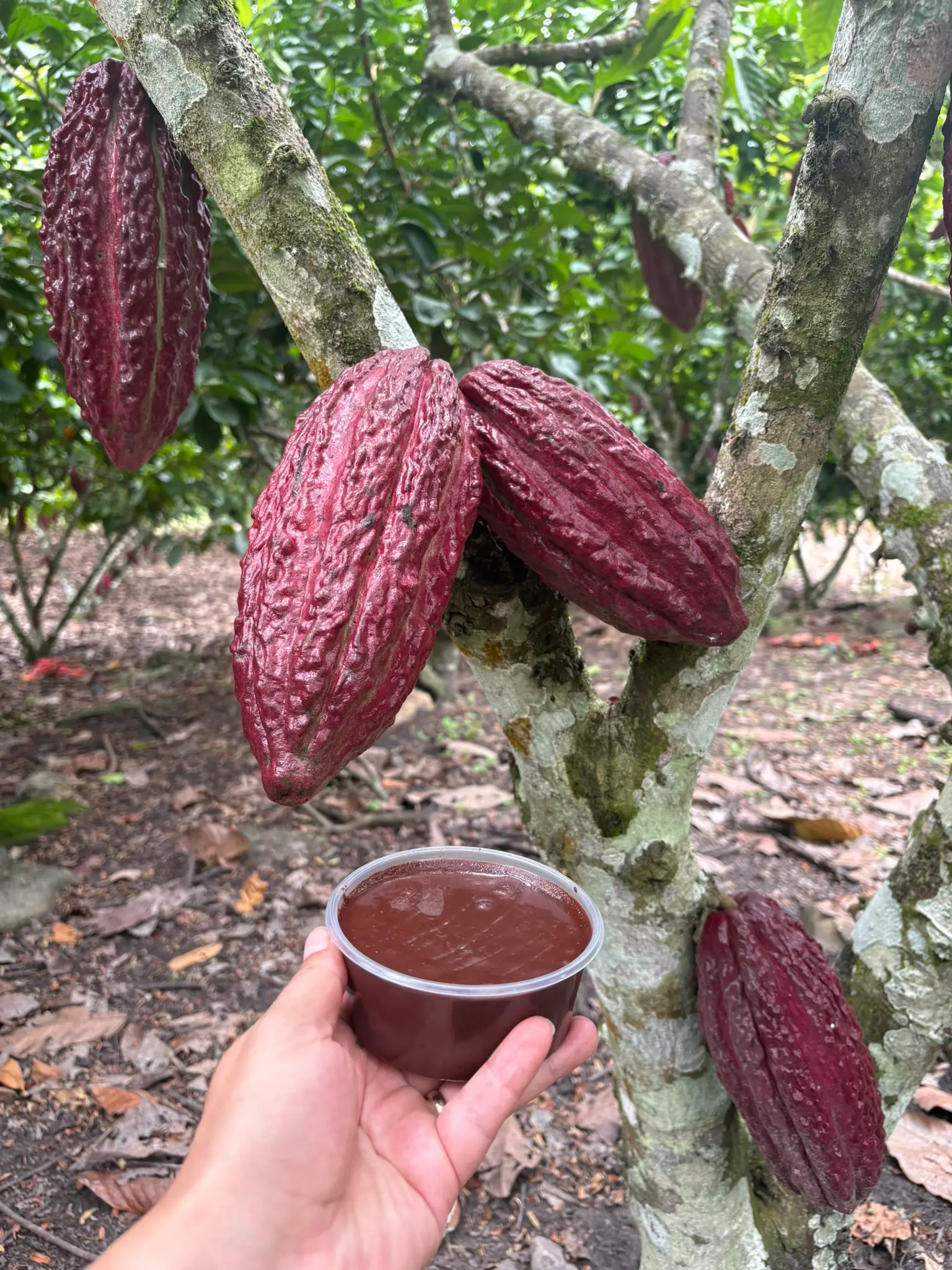 Mazorca y pasta de cacao