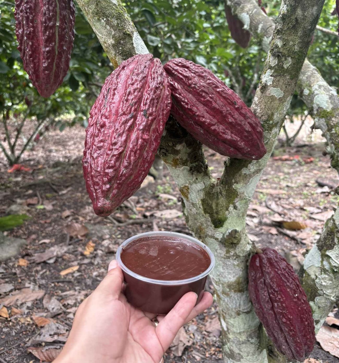 Mazorca y pasta de cacao