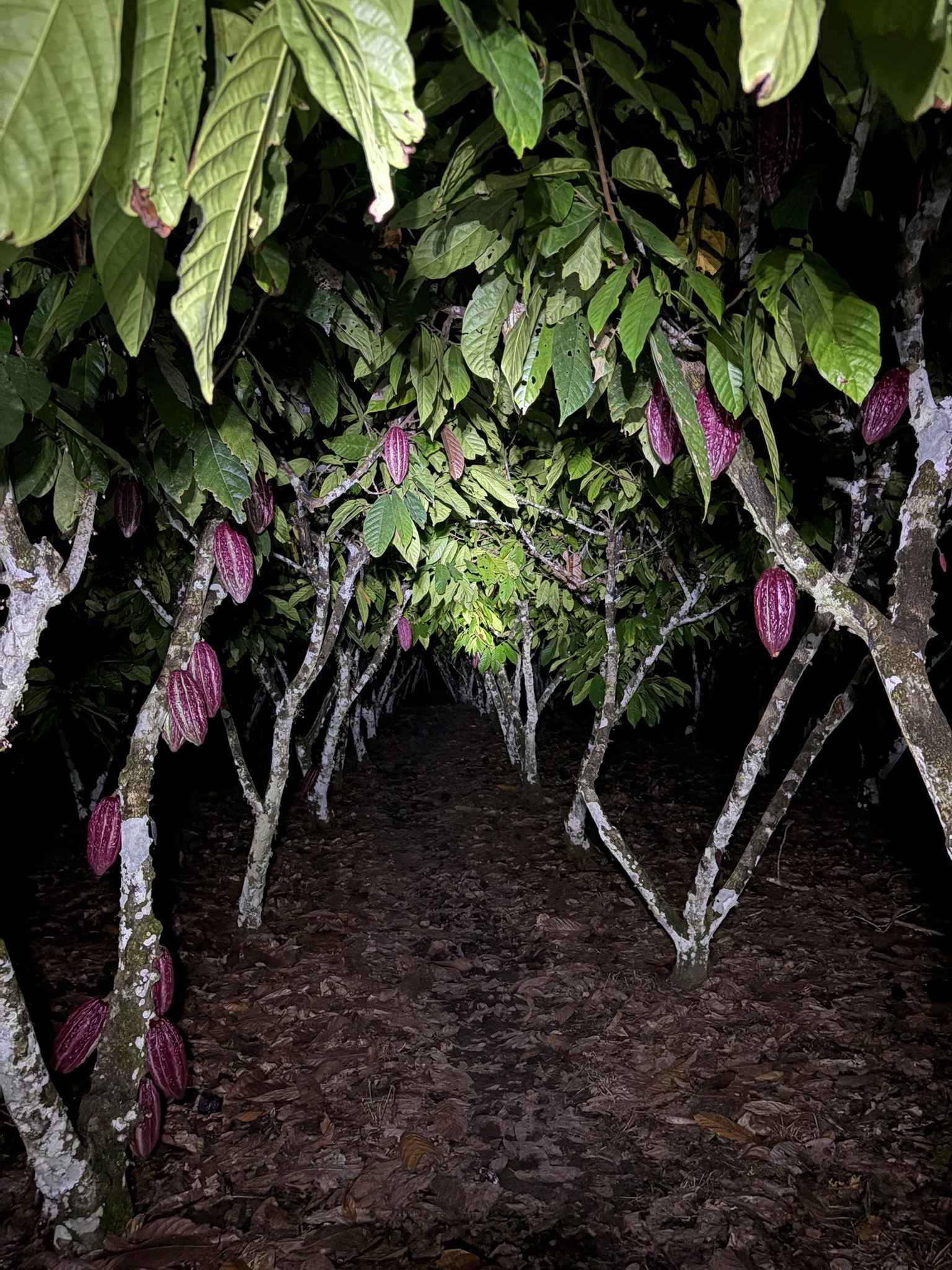 Plantación de cacao al atardecer
